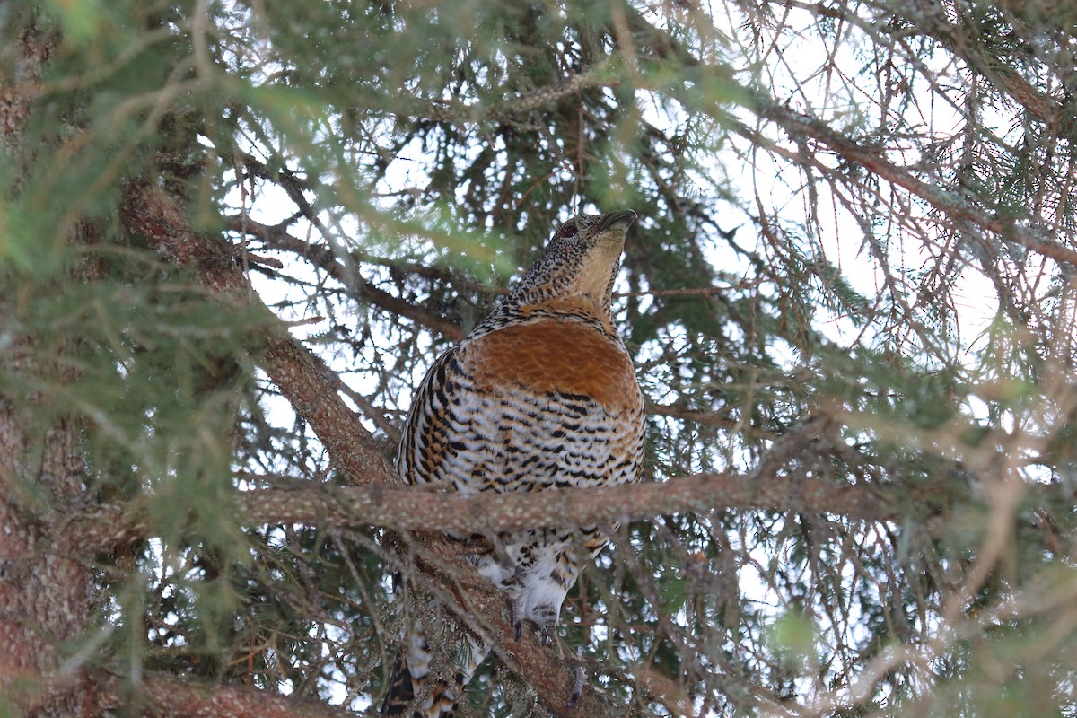 Western Capercaillie - Juan Carlos Albero