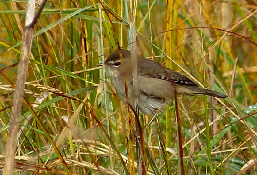 Dusky Warbler - George Dunbar