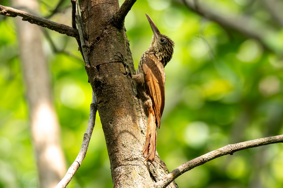 Ivory-billed Woodcreeper - Bill Garcia