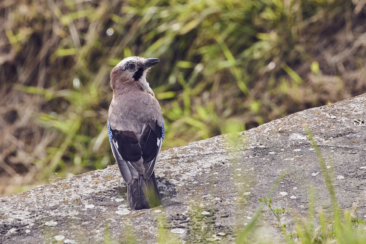 Eurasian Jay - Monika Kolodziej