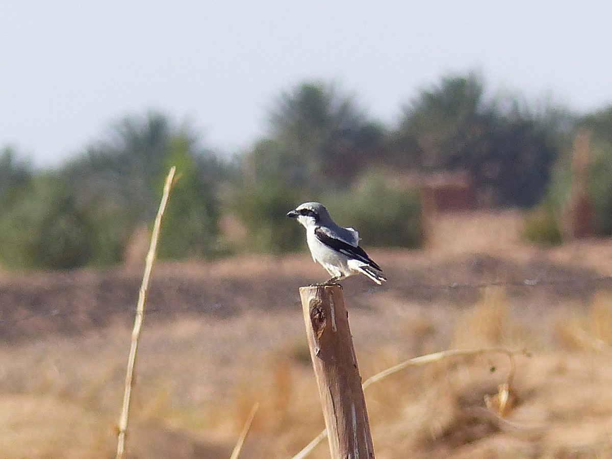 Great Gray Shrike - ML619405450