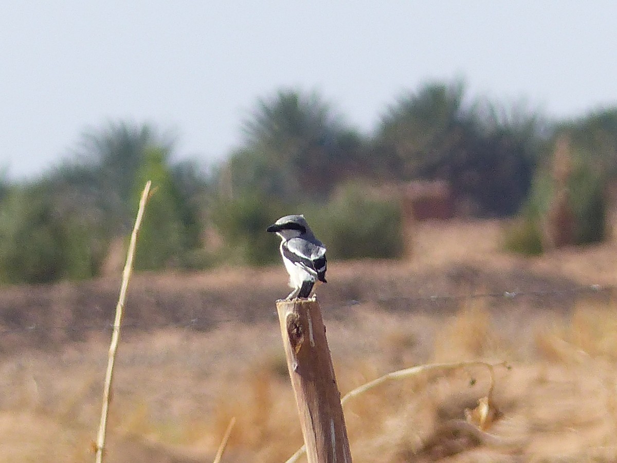 Great Gray Shrike - Jorge López Álvarez