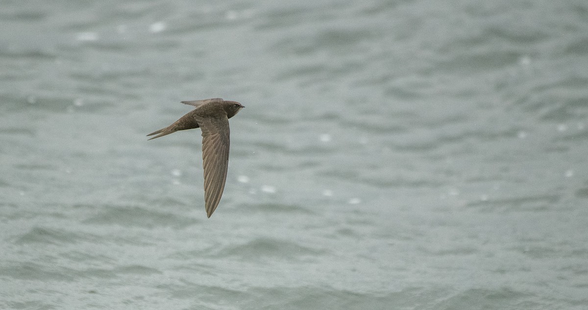 Common Swift - Theo de Clermont