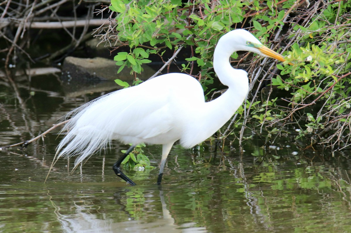 Great Egret - Tom Colin