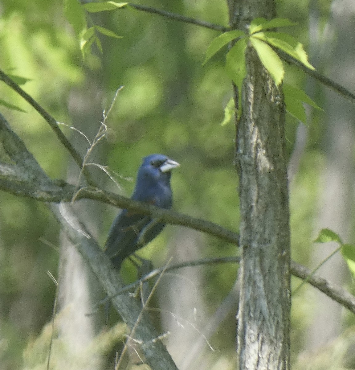 Blue Grosbeak - ML619405469