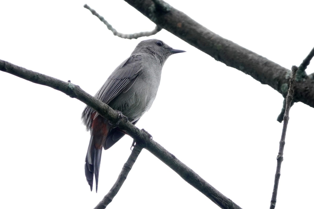 Gray Catbird - Louise Courtemanche 🦅