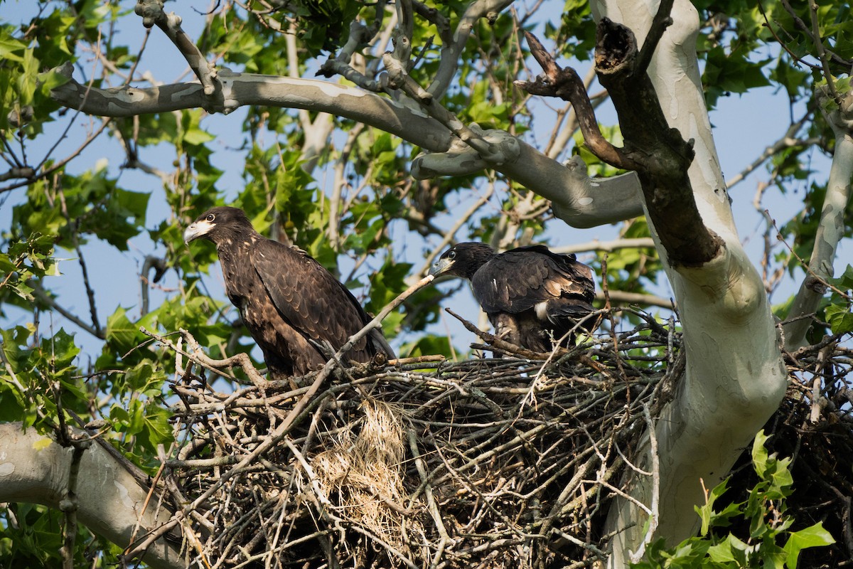 Bald Eagle - Andrew Lin