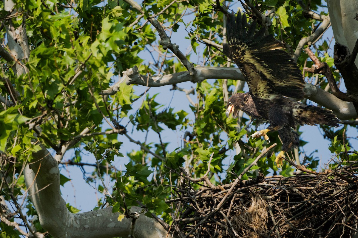 Bald Eagle - Andrew Lin