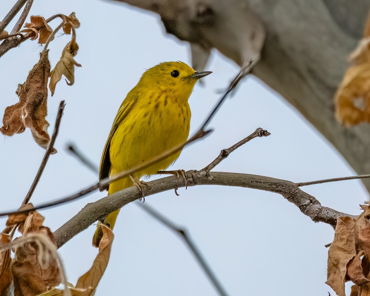 Yellow Warbler - Jhoneil Centeno