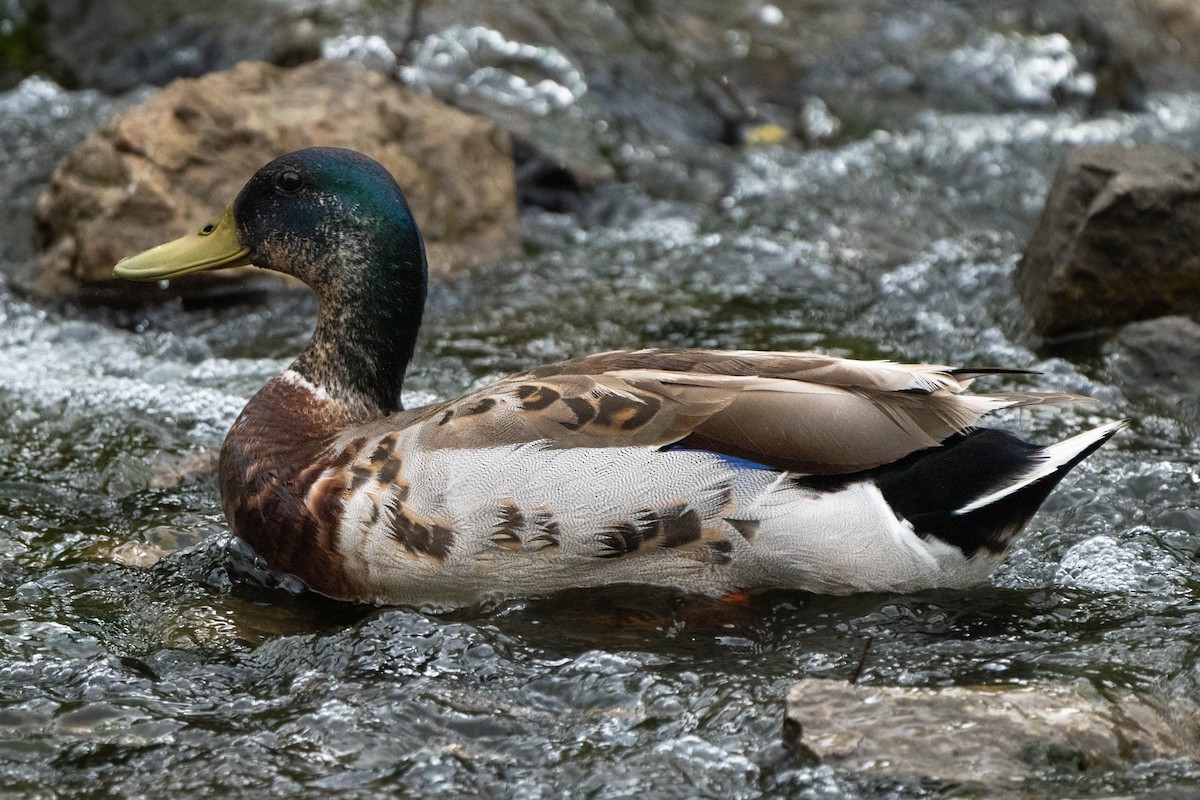 Mallard - Andrew Lin