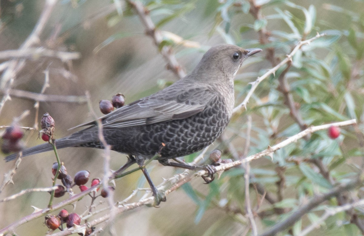 Ring Ouzel - George Dunbar