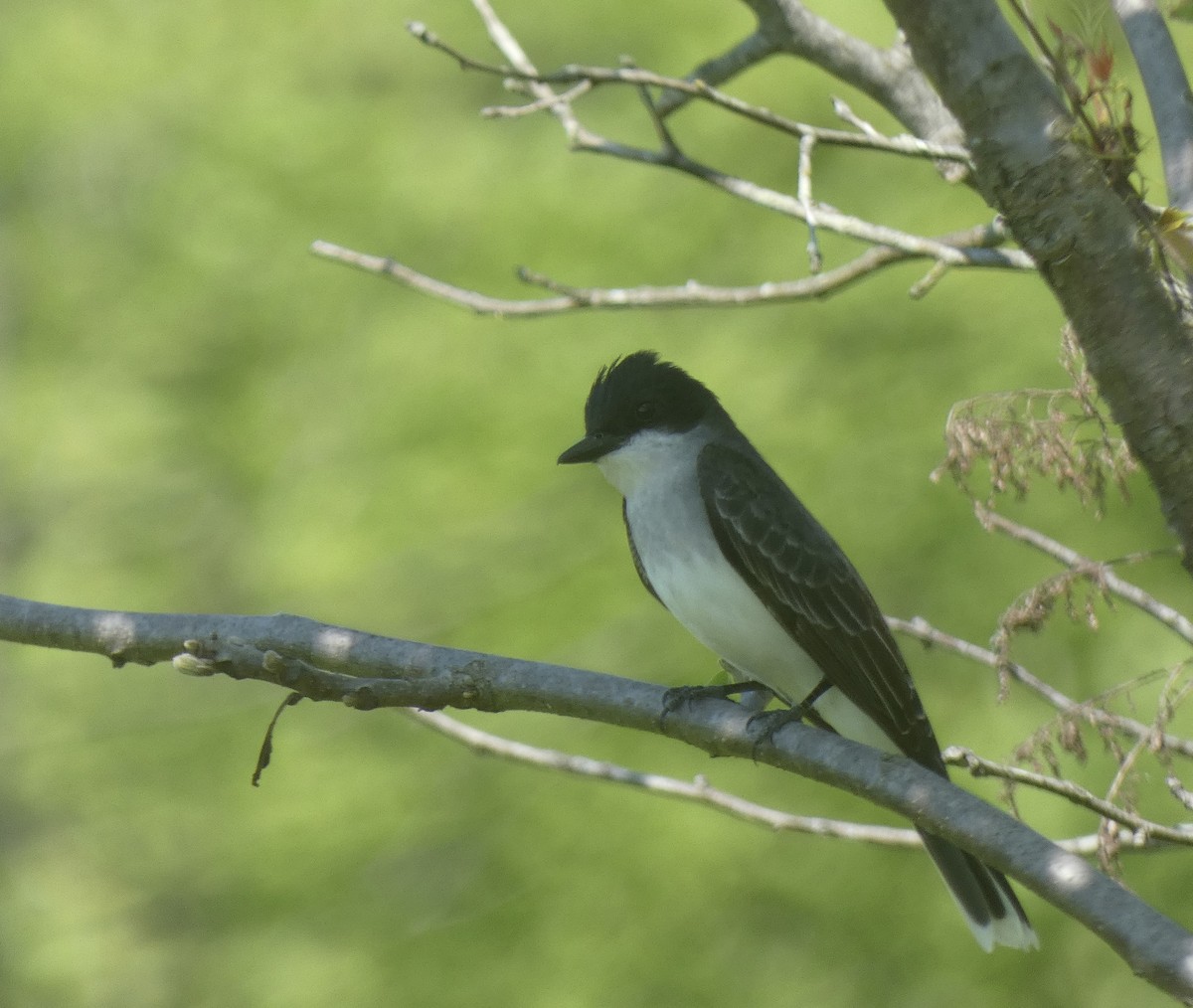 Eastern Kingbird - Kristin Diekmeyer