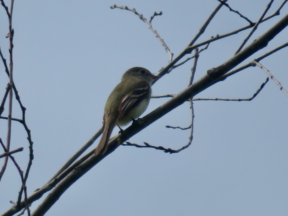 Least Flycatcher - Christine Cote