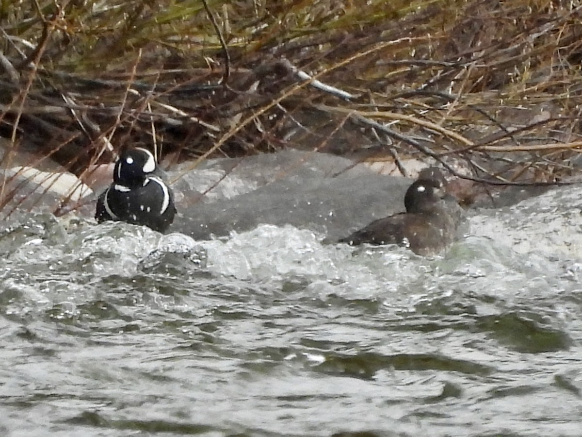 Harlequin Duck - ML619405528