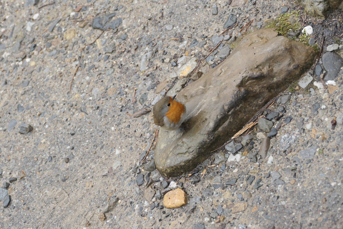 European Robin - Krzysztof Dudzik-Górnicki