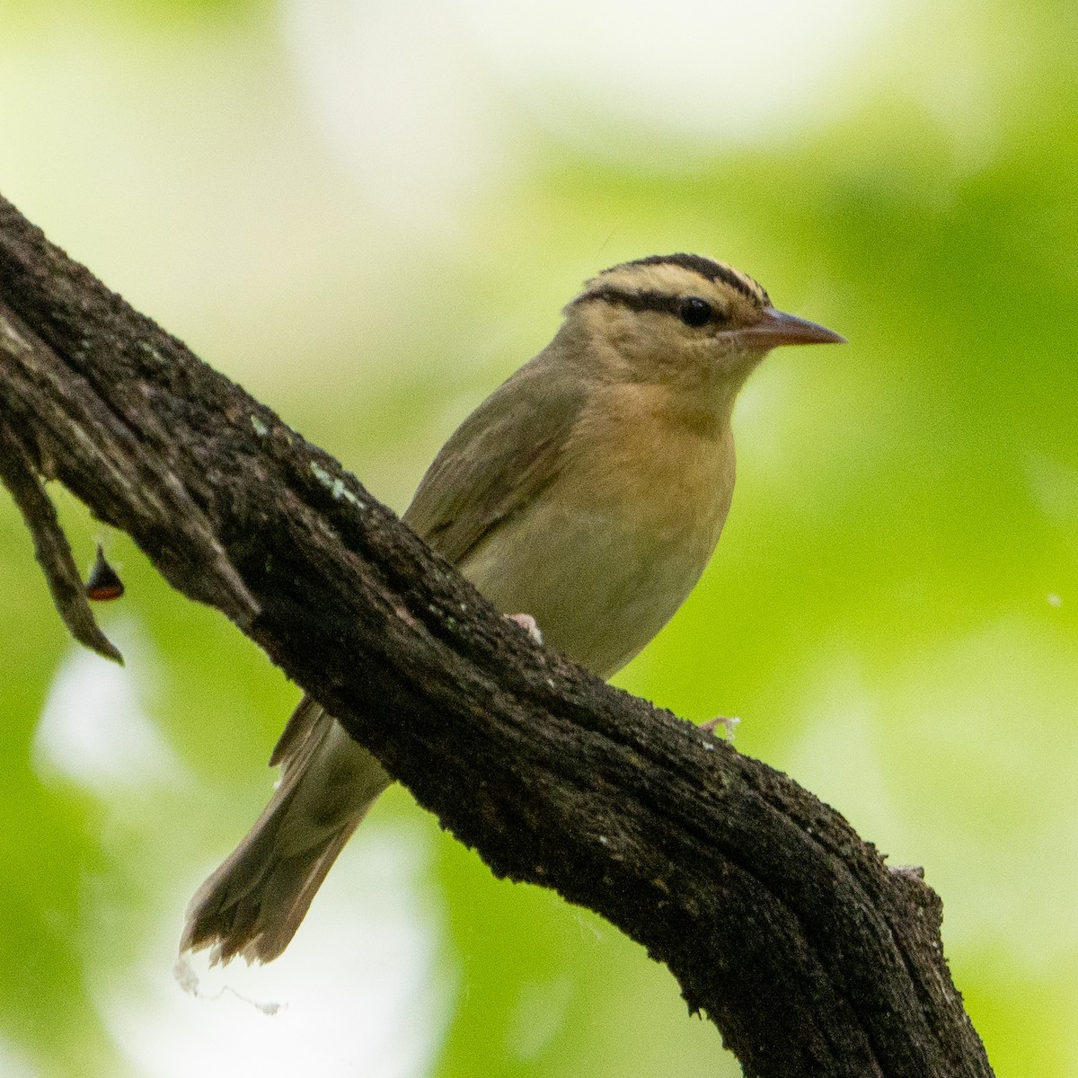 Worm-eating Warbler - Keith Lea