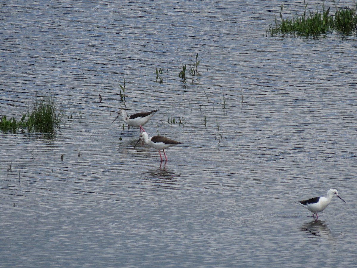 Black-winged Stilt - Manuel Pérez Devesa