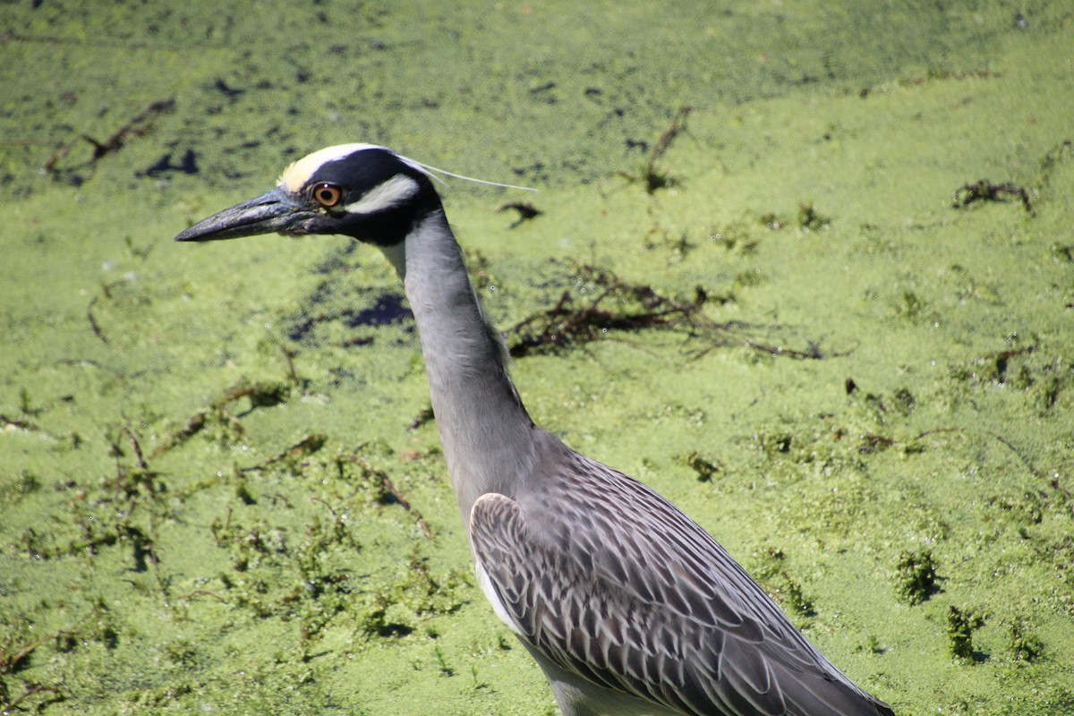 Yellow-crowned Night Heron - ML619405557