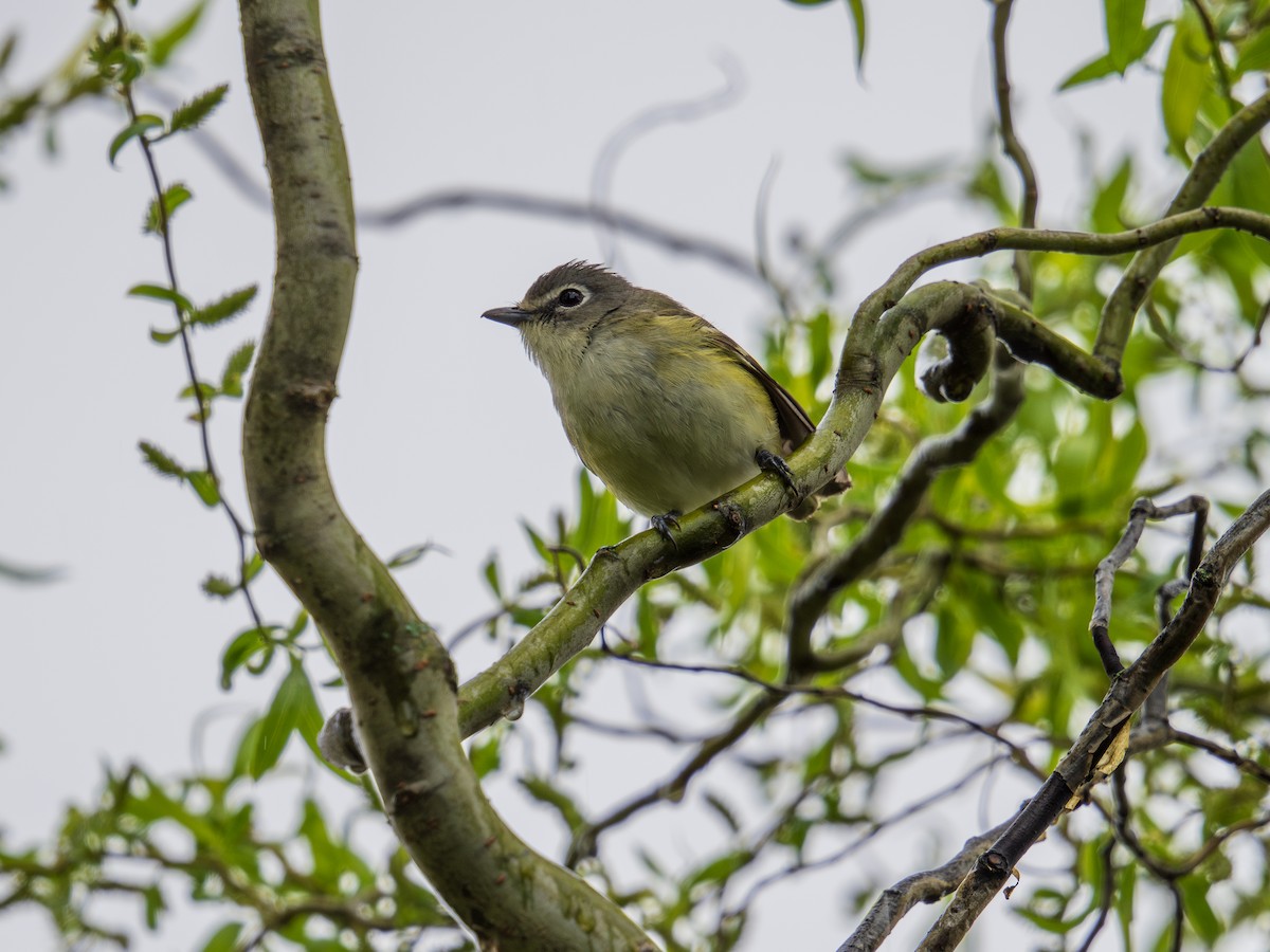 Blue-headed Vireo - David Howe & Rosanne Dawson