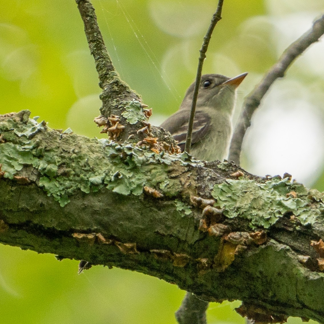 Eastern Wood-Pewee - Keith Lea