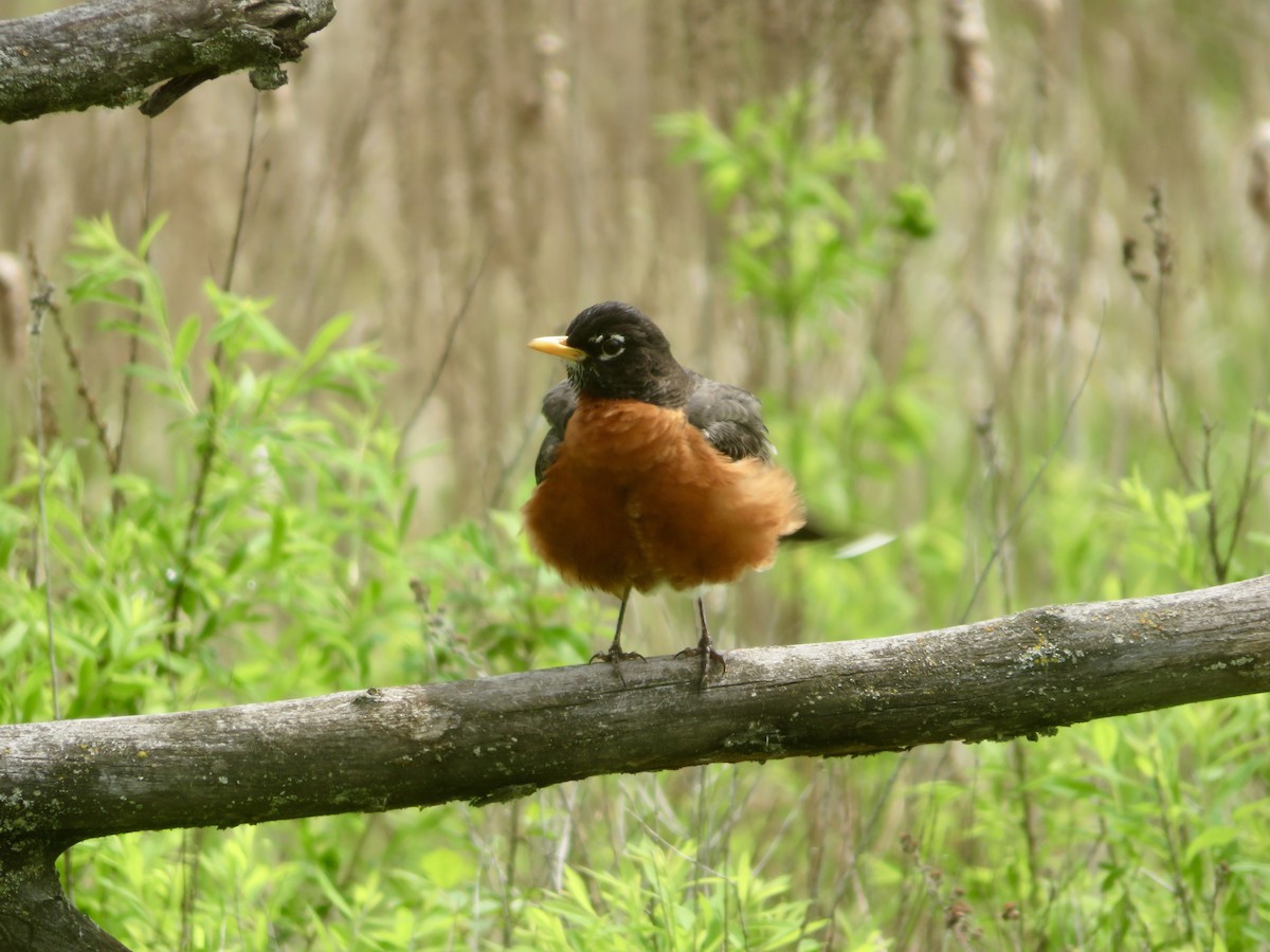 American Robin - Christine Cote