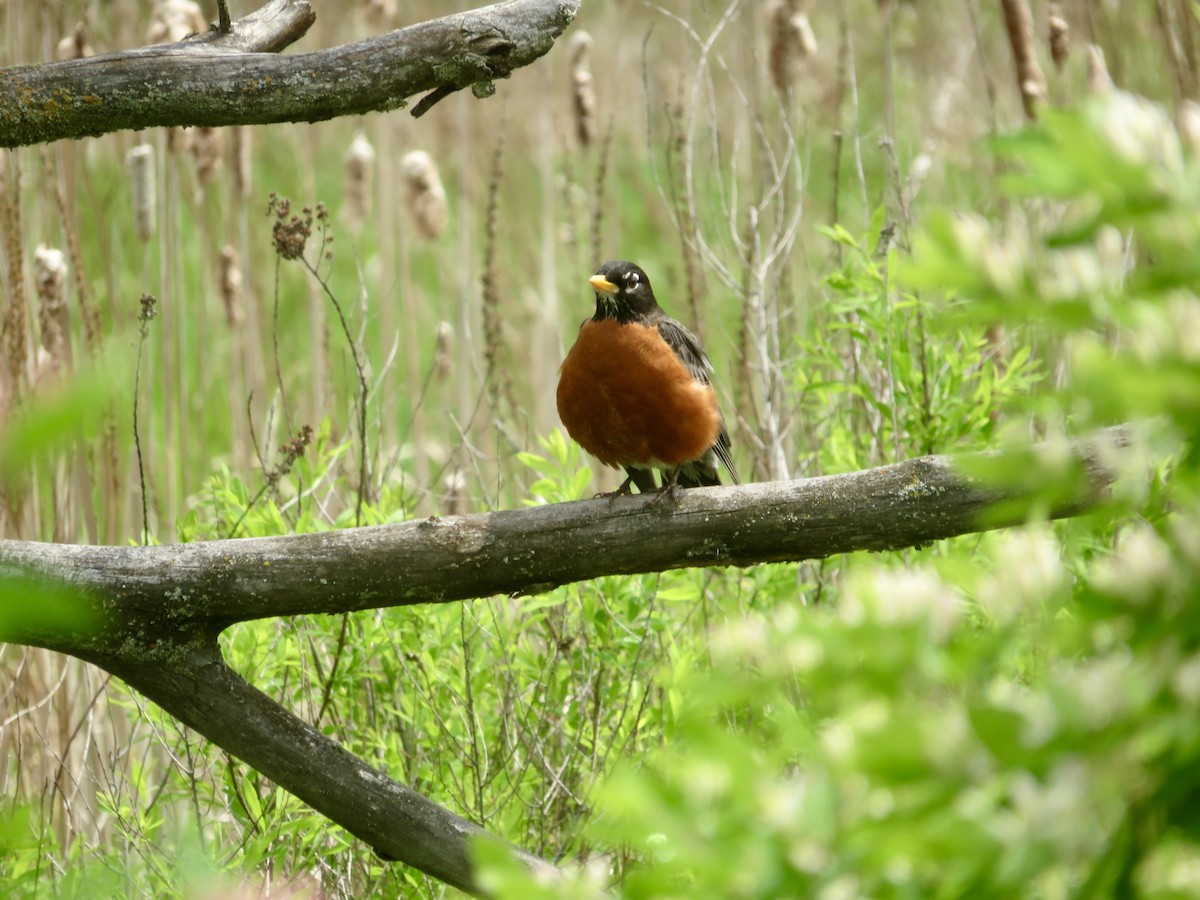 American Robin - Christine Cote