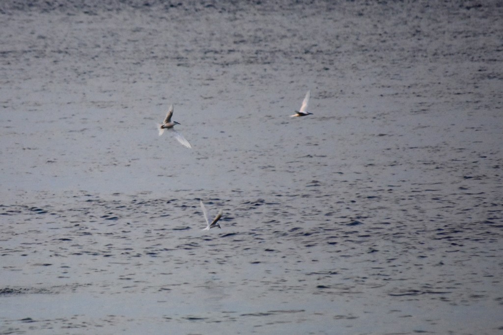 Black-naped Tern - Jorge Juan Rueda