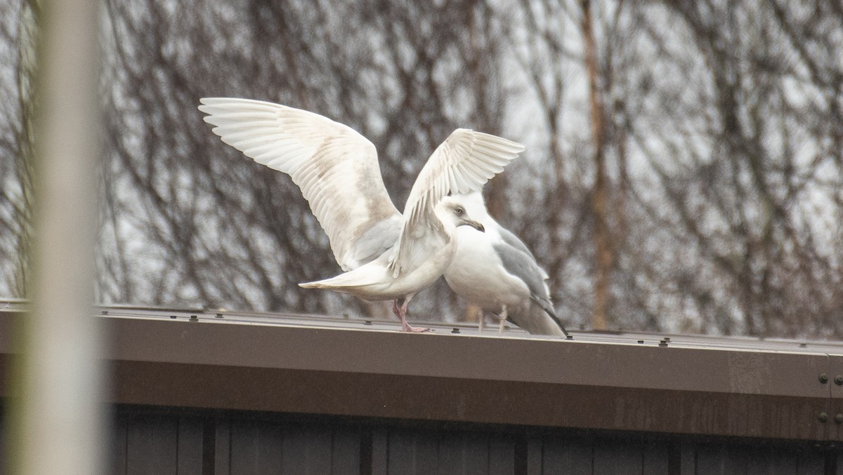 Gaviota Groenlandesa - ML619405579