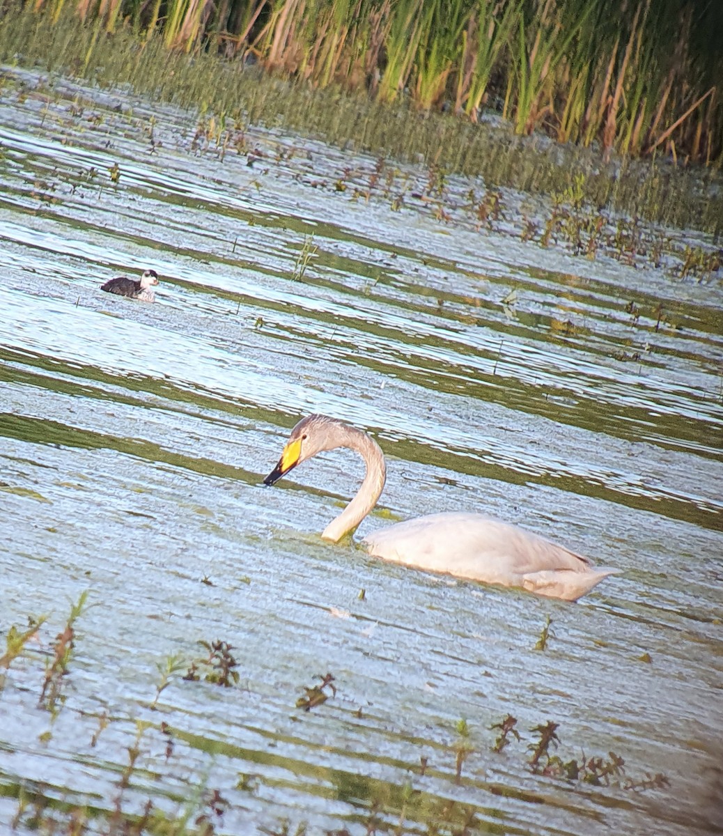 Whooper Swan - Thomas Bitsch