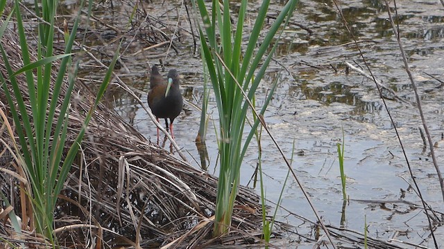 Plumbeous Rail - ML619405602