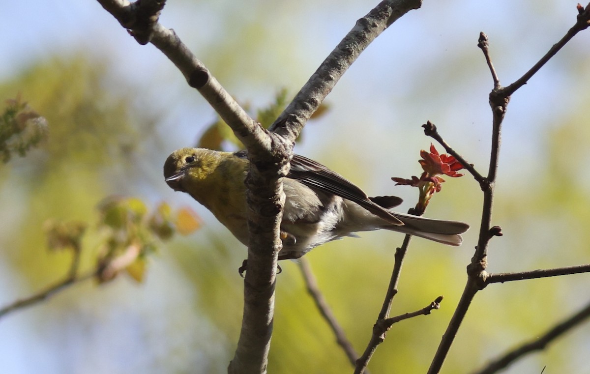 Pine Warbler - Sea Williams