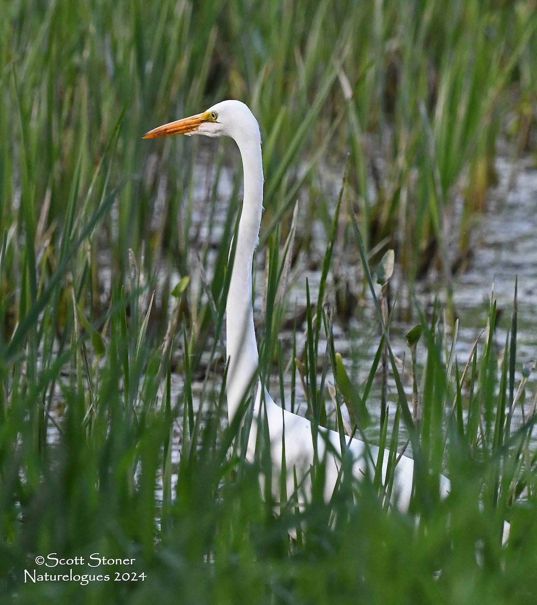 Great Egret - Scott Stoner