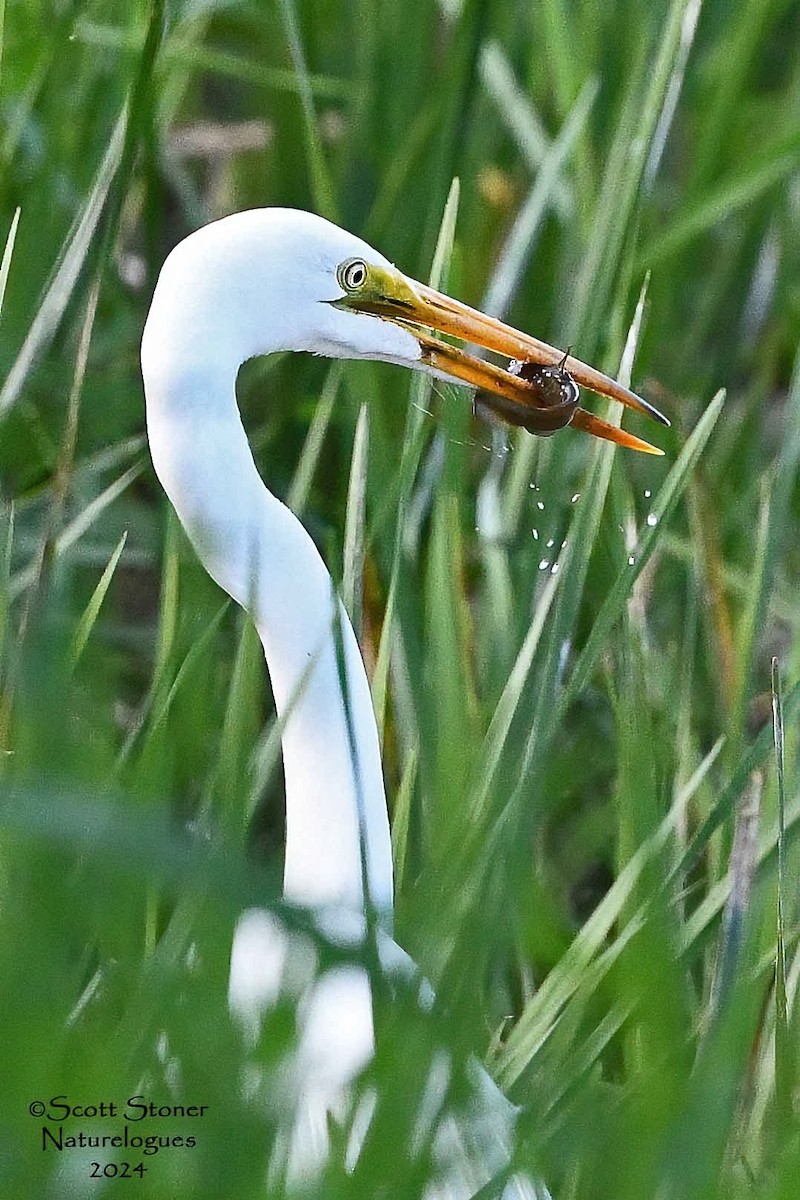 Great Egret - Scott Stoner