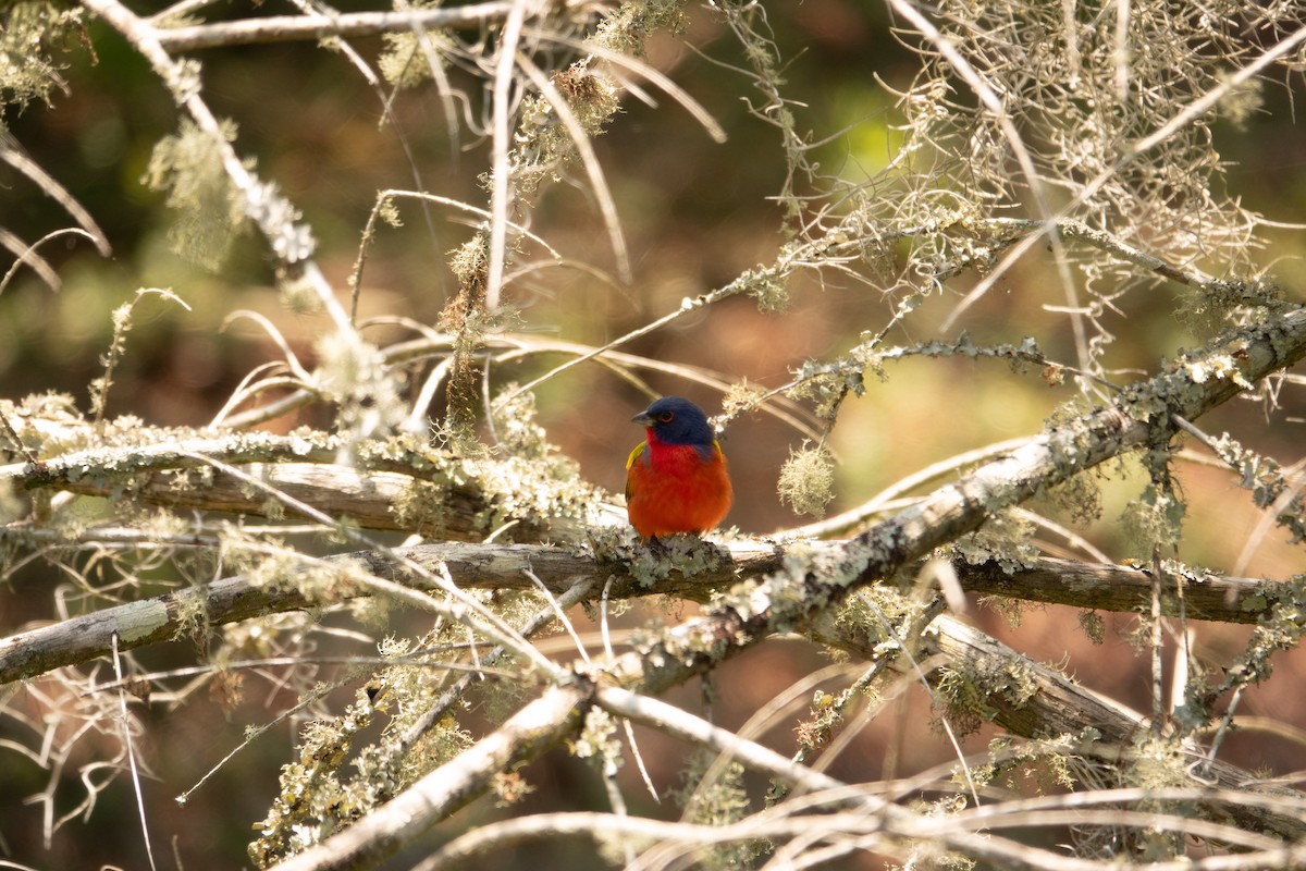 Painted Bunting - Greg Halbach