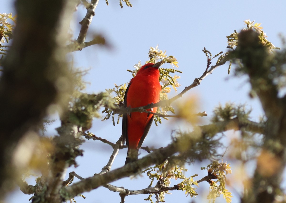Scarlet Tanager - Sea Williams
