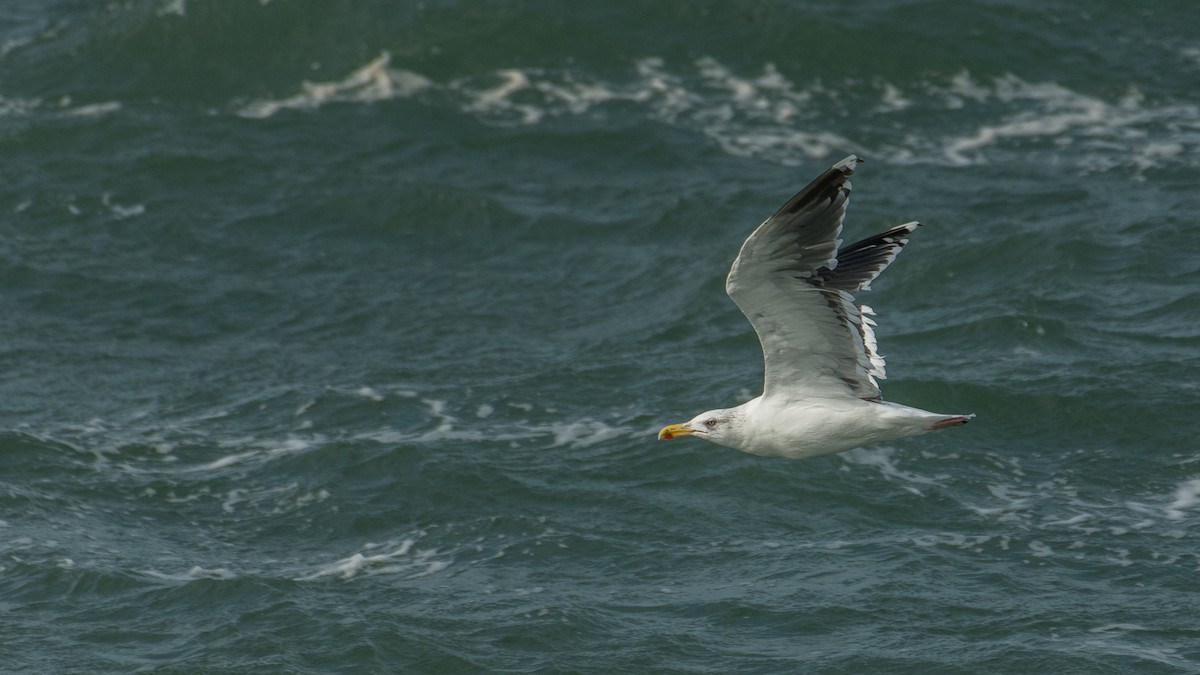 Great Black-backed Gull - Theo de Clermont