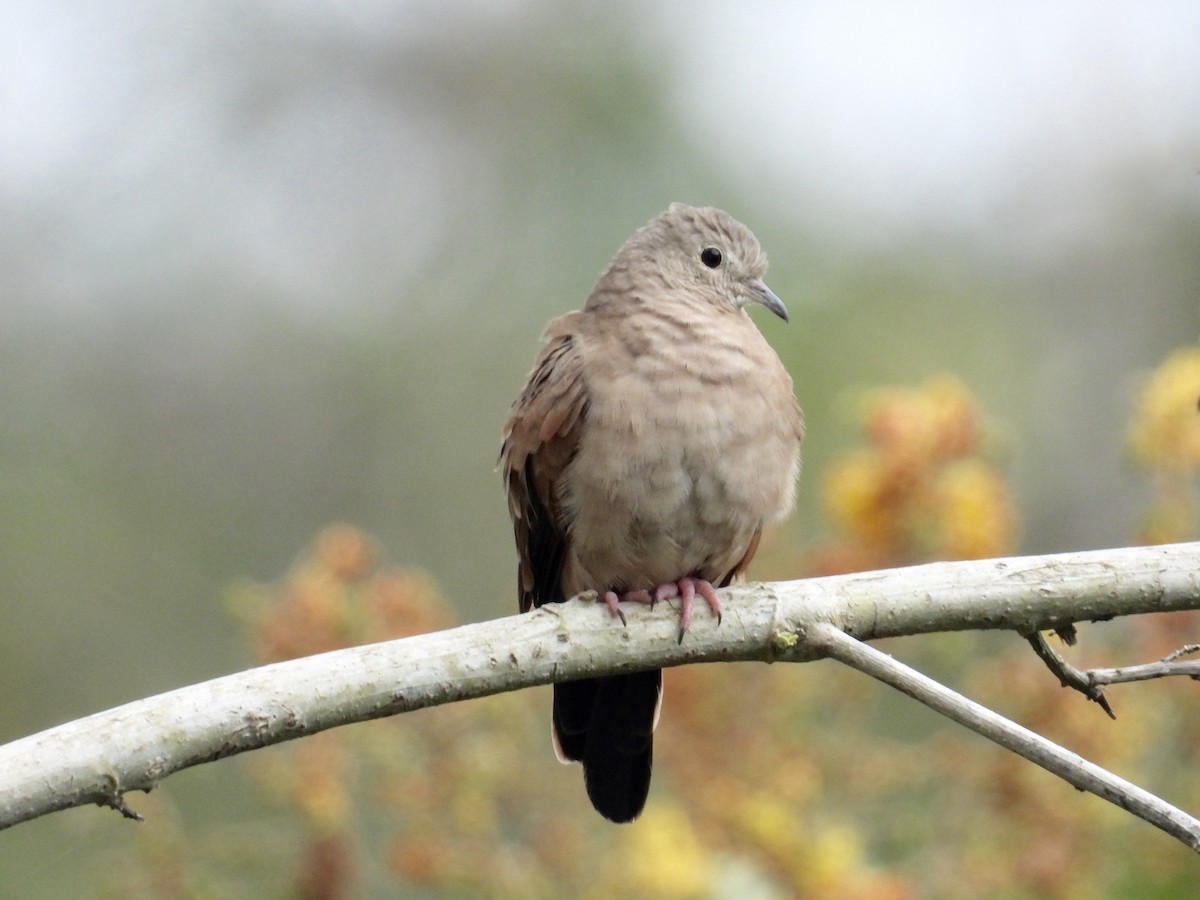 Ruddy Ground Dove - Alejandra Pons