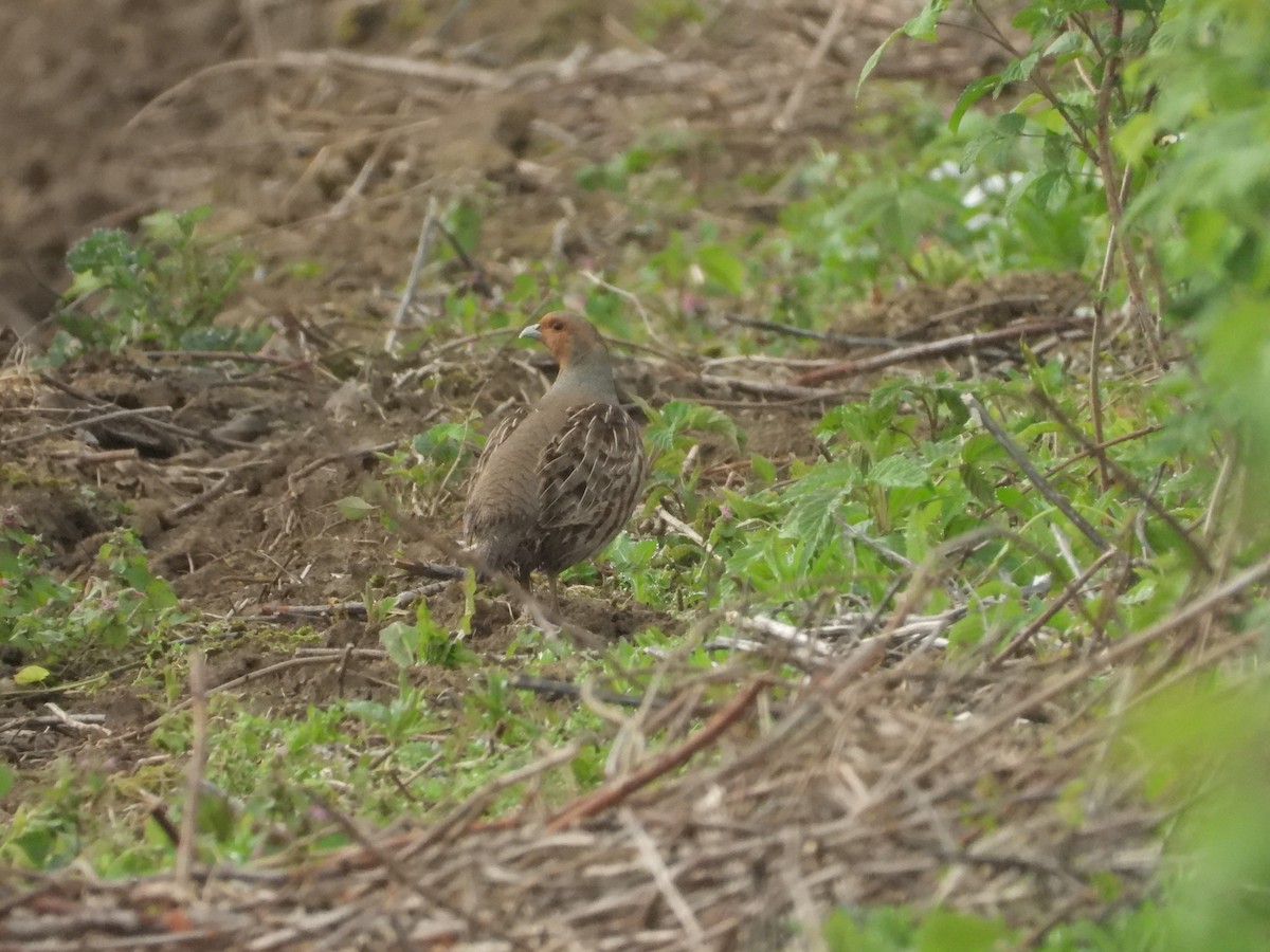 Gray Partridge - Nik Milek