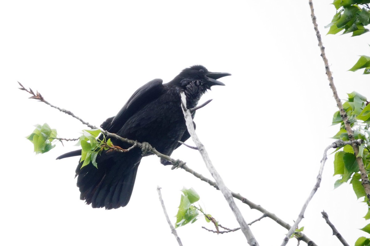 Common Raven - Louise Courtemanche 🦅