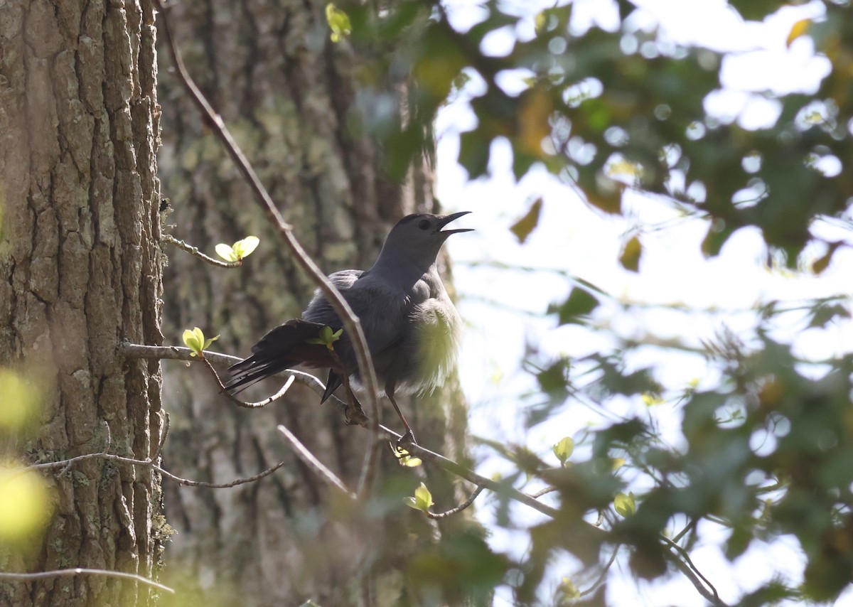 Gray Catbird - Sea Williams