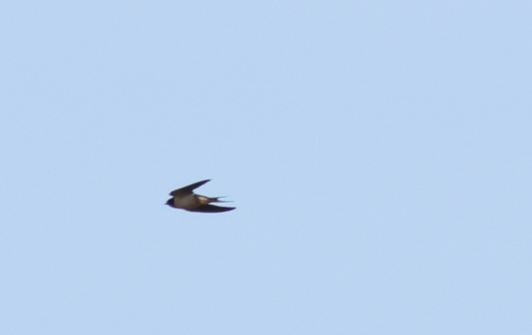 Barn Swallow - Sea Williams