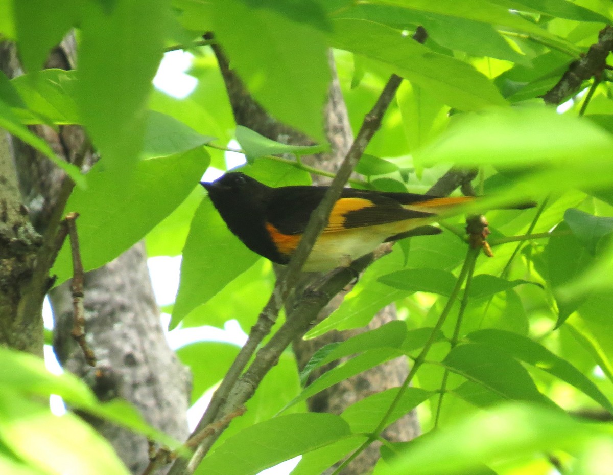 American Redstart - shelley seidman