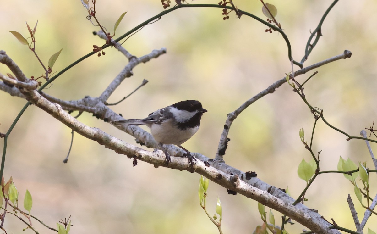 Black-capped Chickadee - Sea Williams