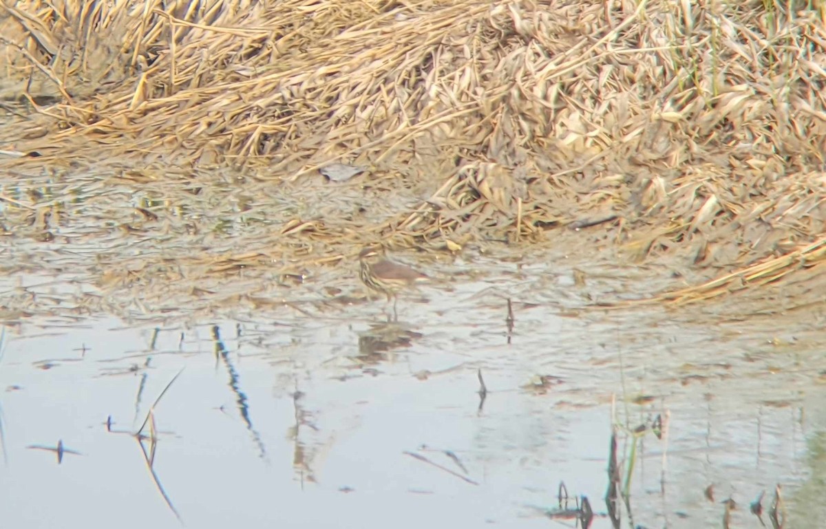 Northern Waterthrush - ML619405667