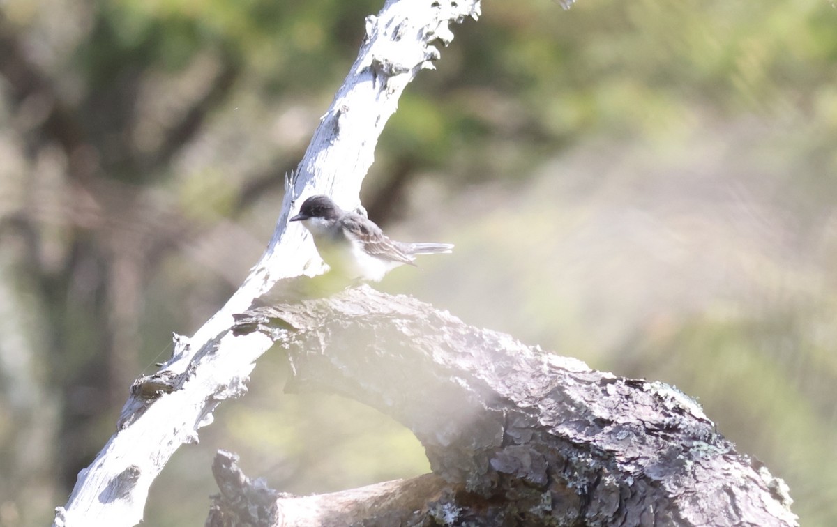 Eastern Kingbird - Sea Williams