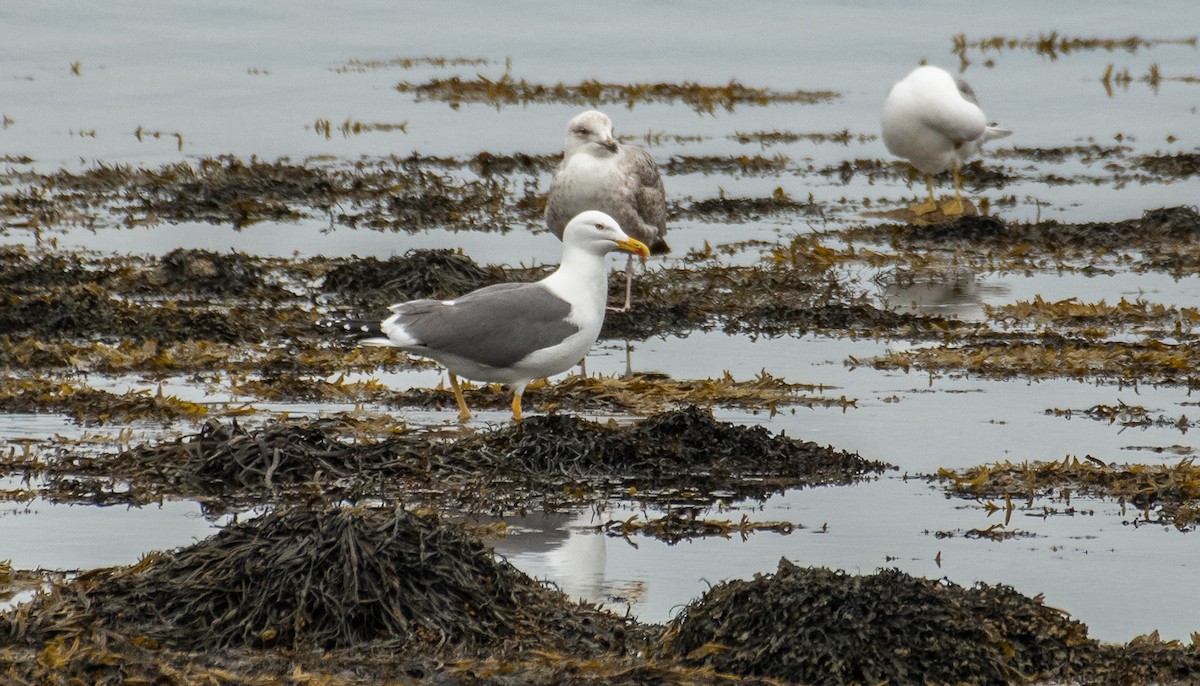 Lesser Black-backed Gull - Theo de Clermont