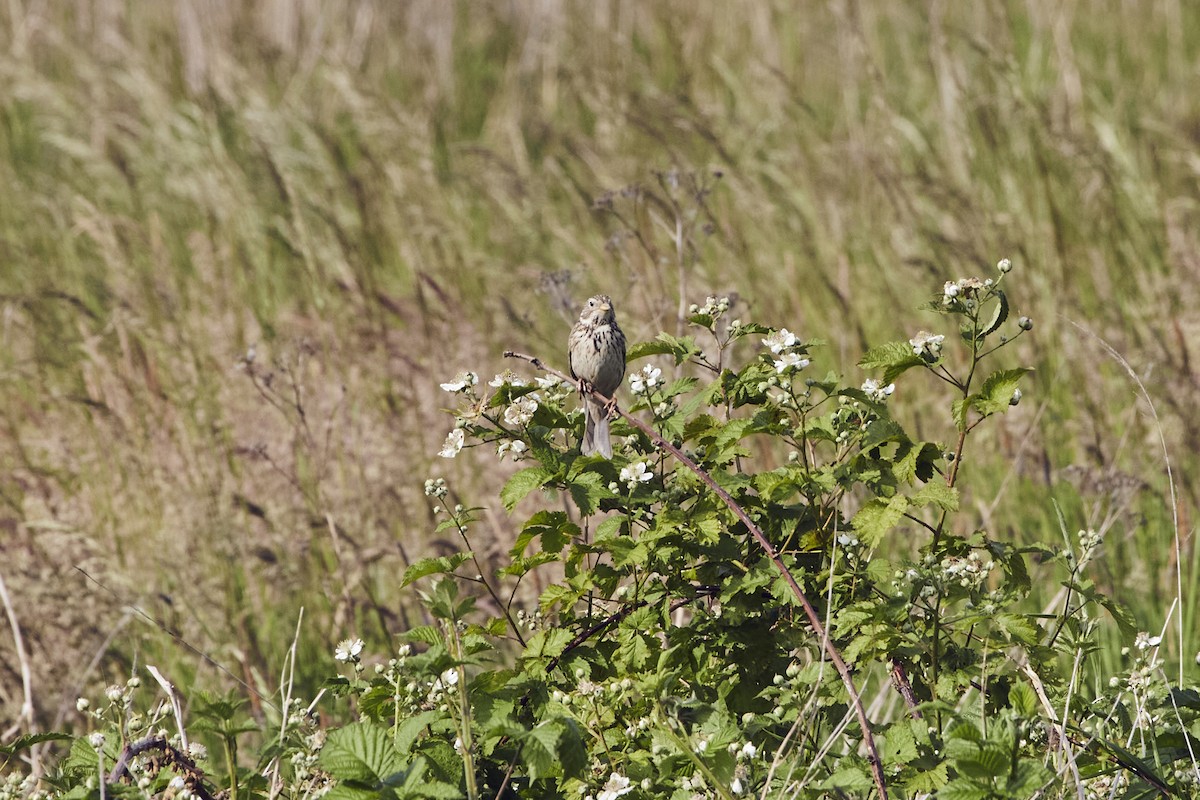 Corn Bunting - Monika Kolodziej