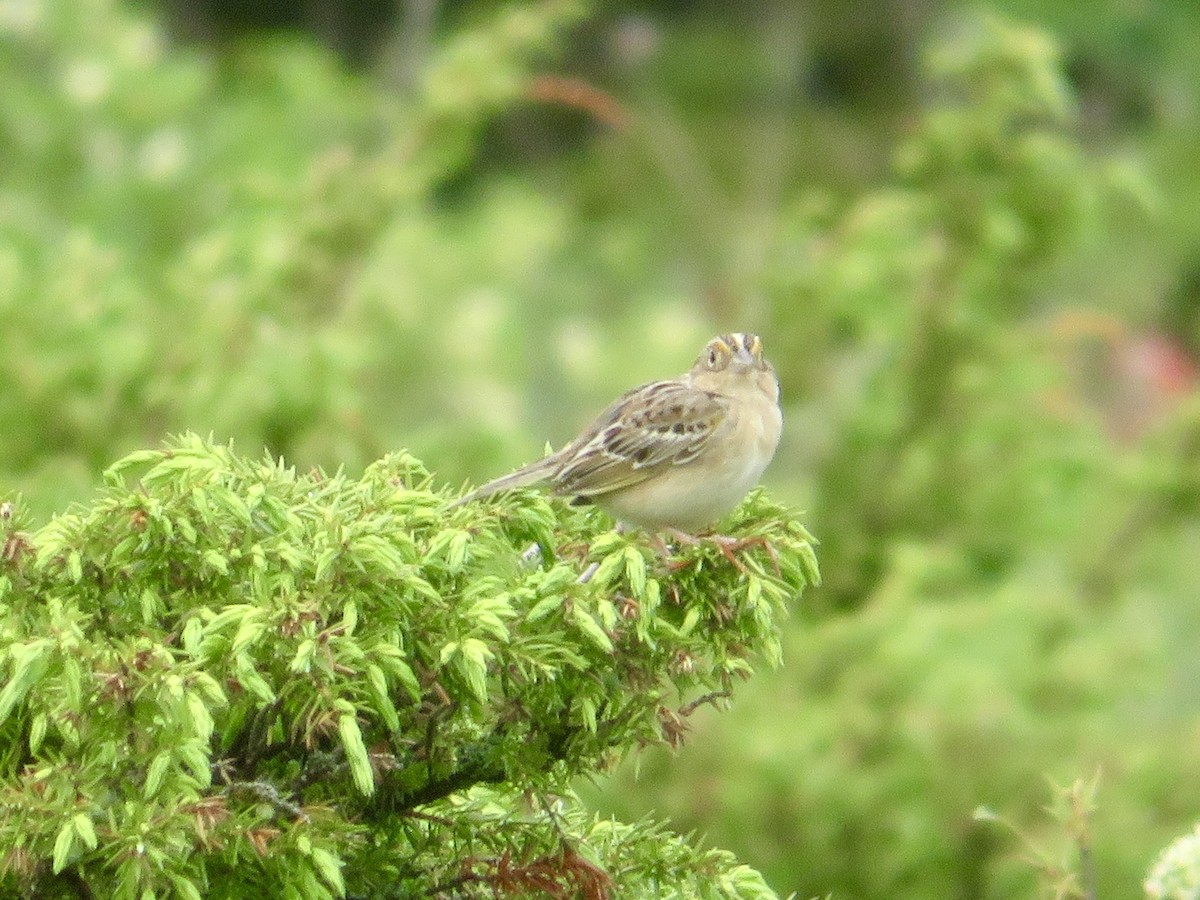 Grasshopper Sparrow - Christine Cote