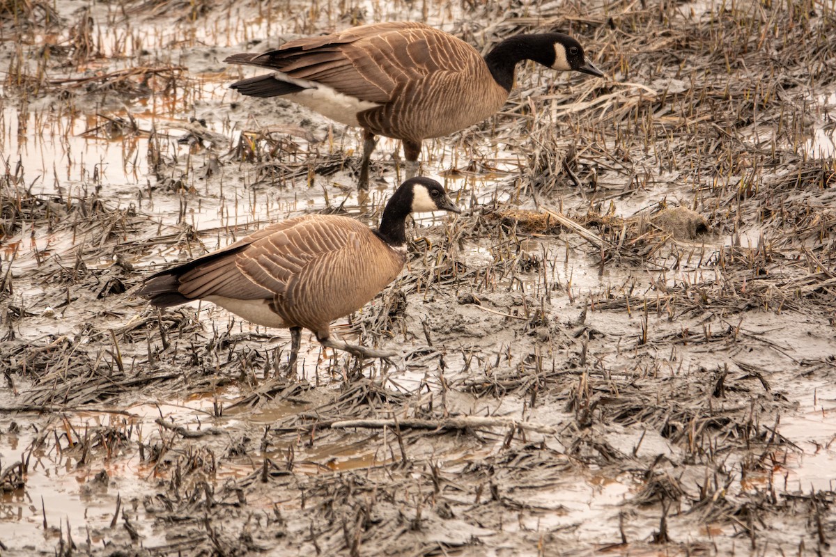 Cackling Goose - Greg Halbach