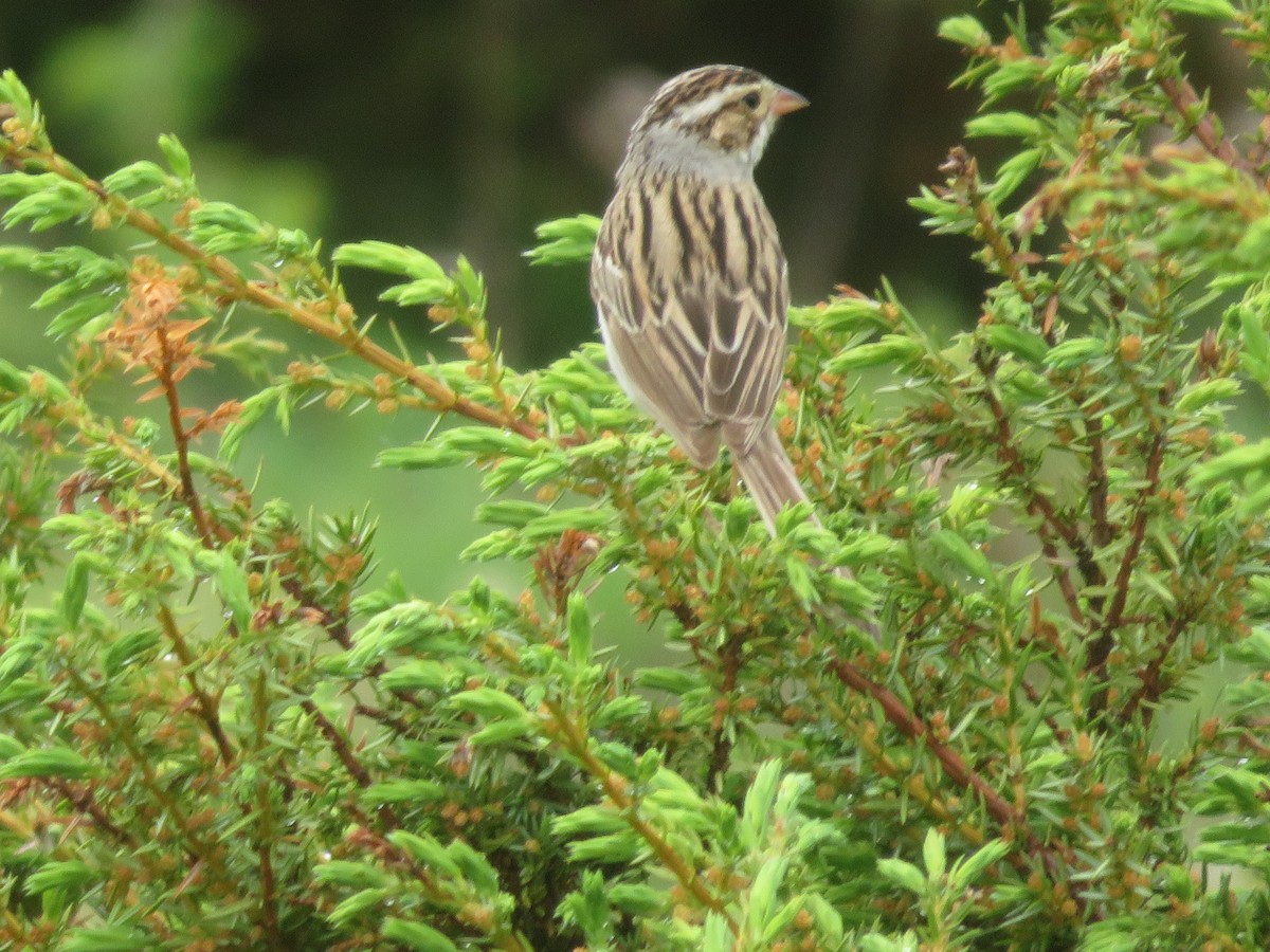 Clay-colored Sparrow - Christine Cote